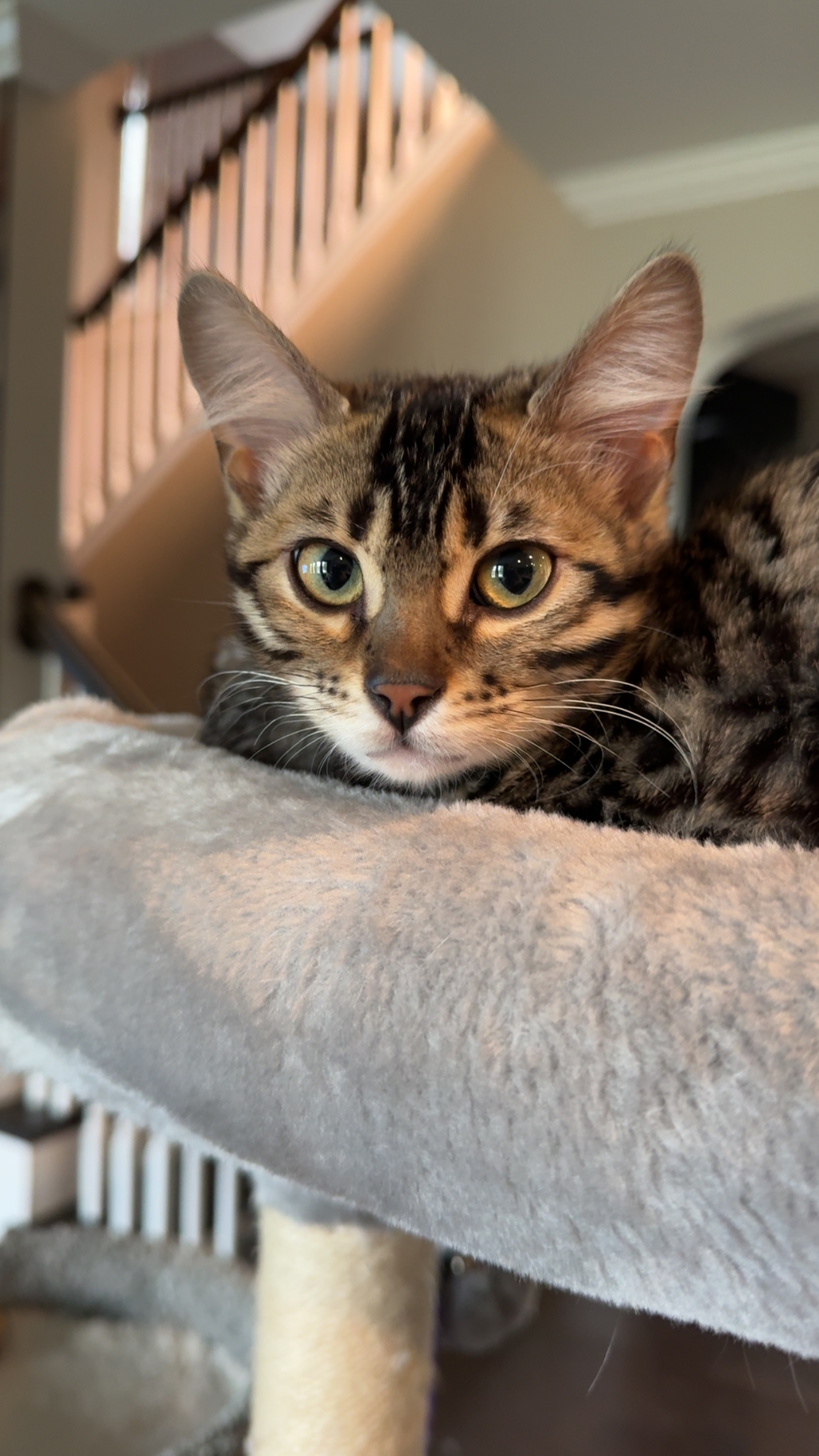 Kora