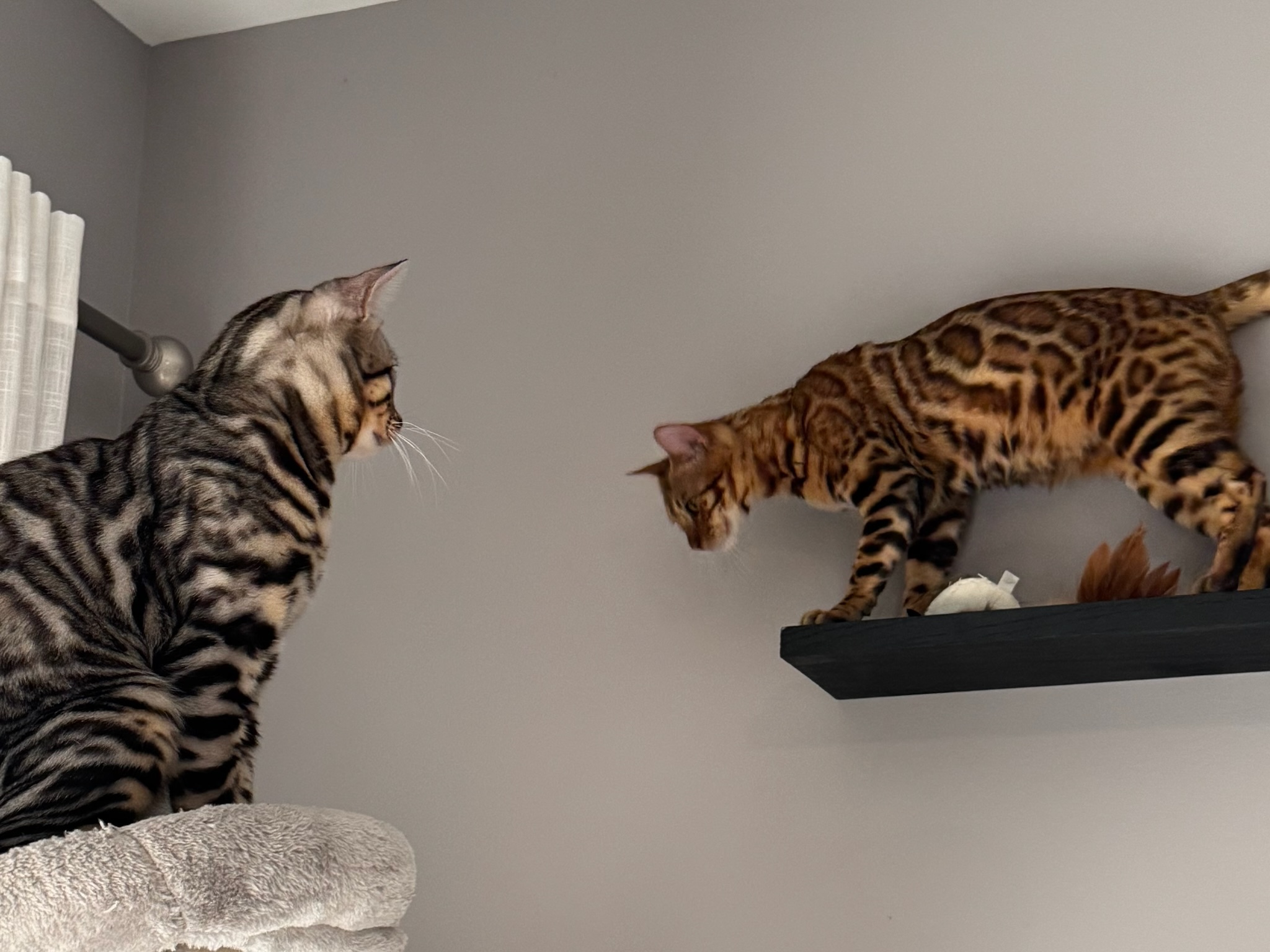 Bengals on wall shelves
