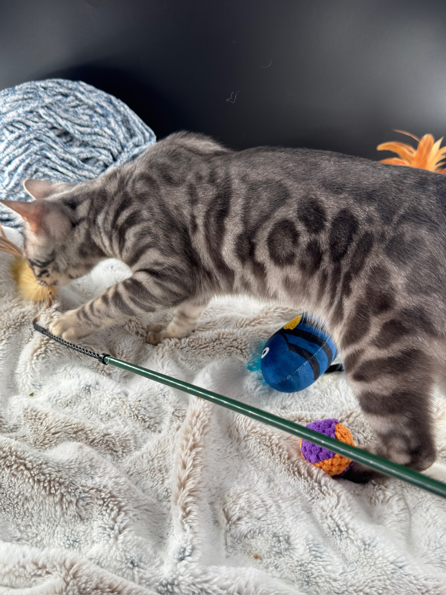 Cobalt Blue Bengal playing