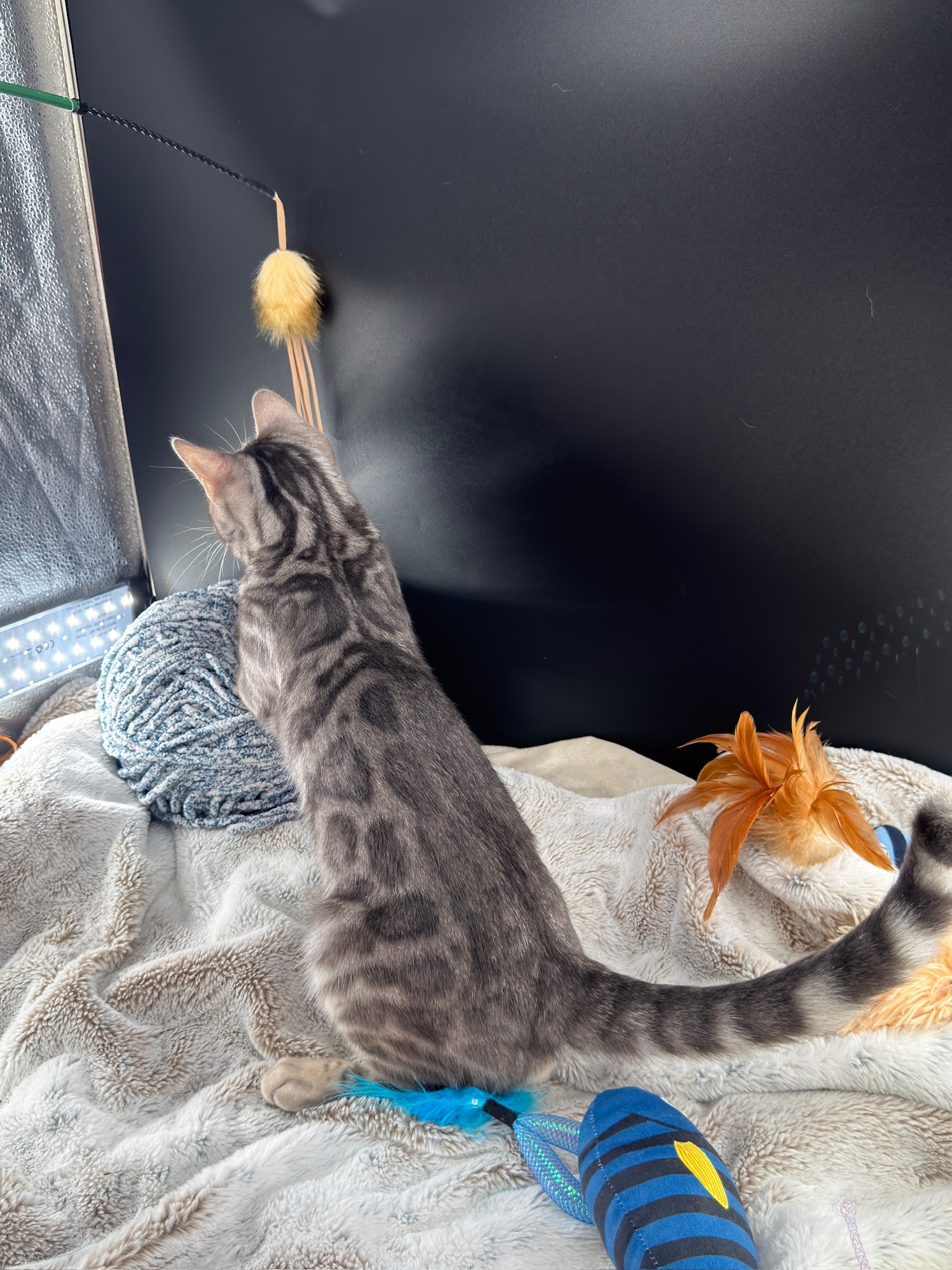 Cobalt reaching for toy