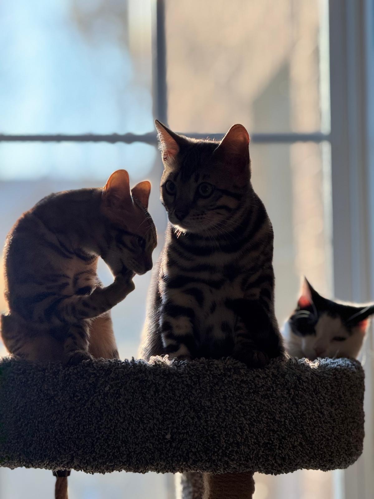 Bengal kittens on cat tree