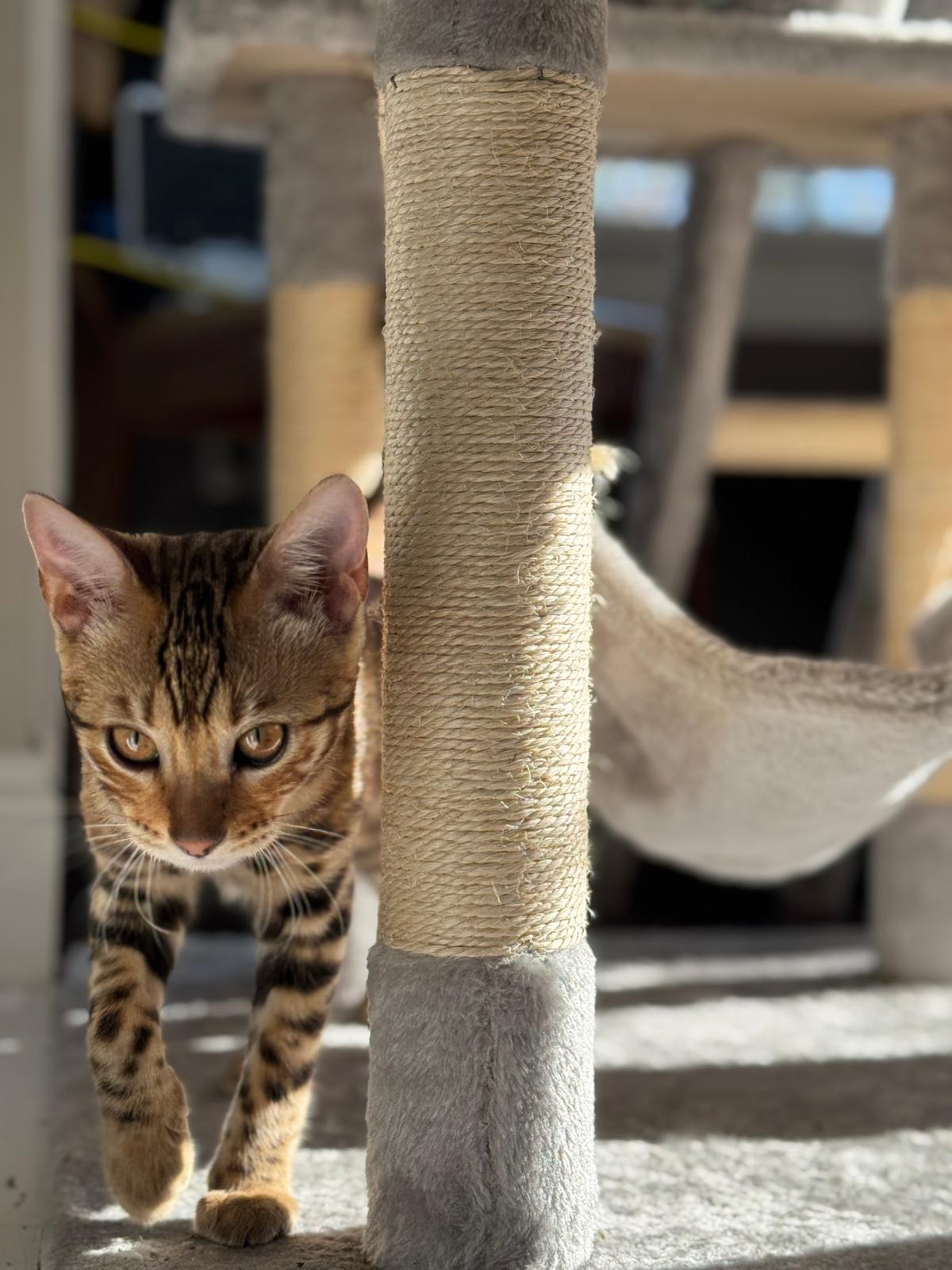Bengal kitten peeking