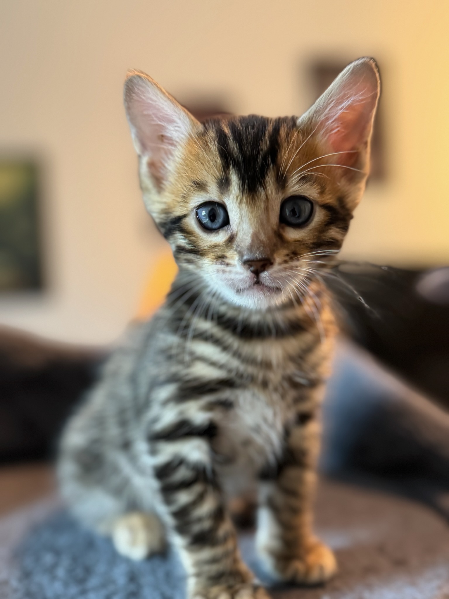 Bengal kitten portrait