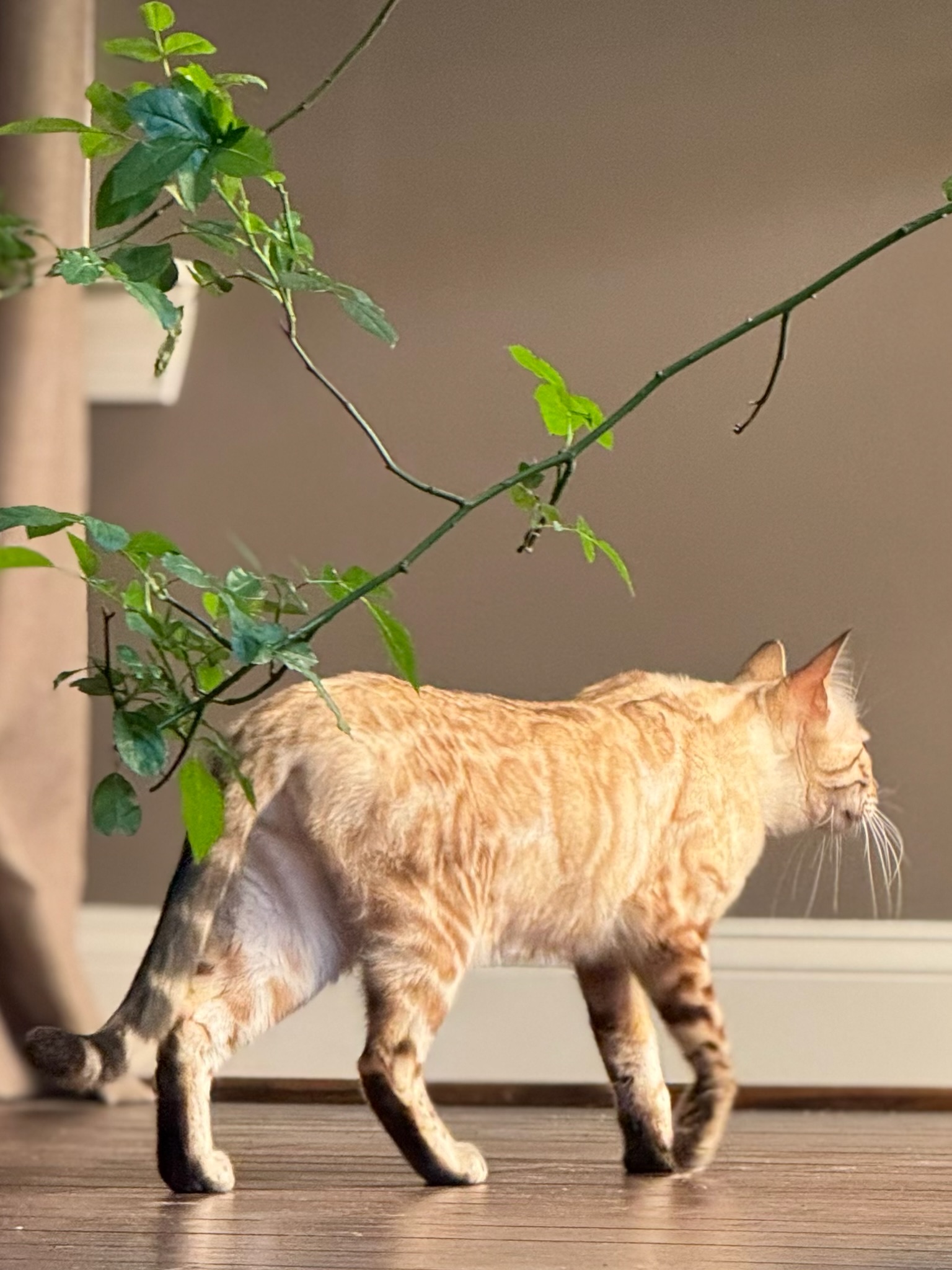 Bengal walking
