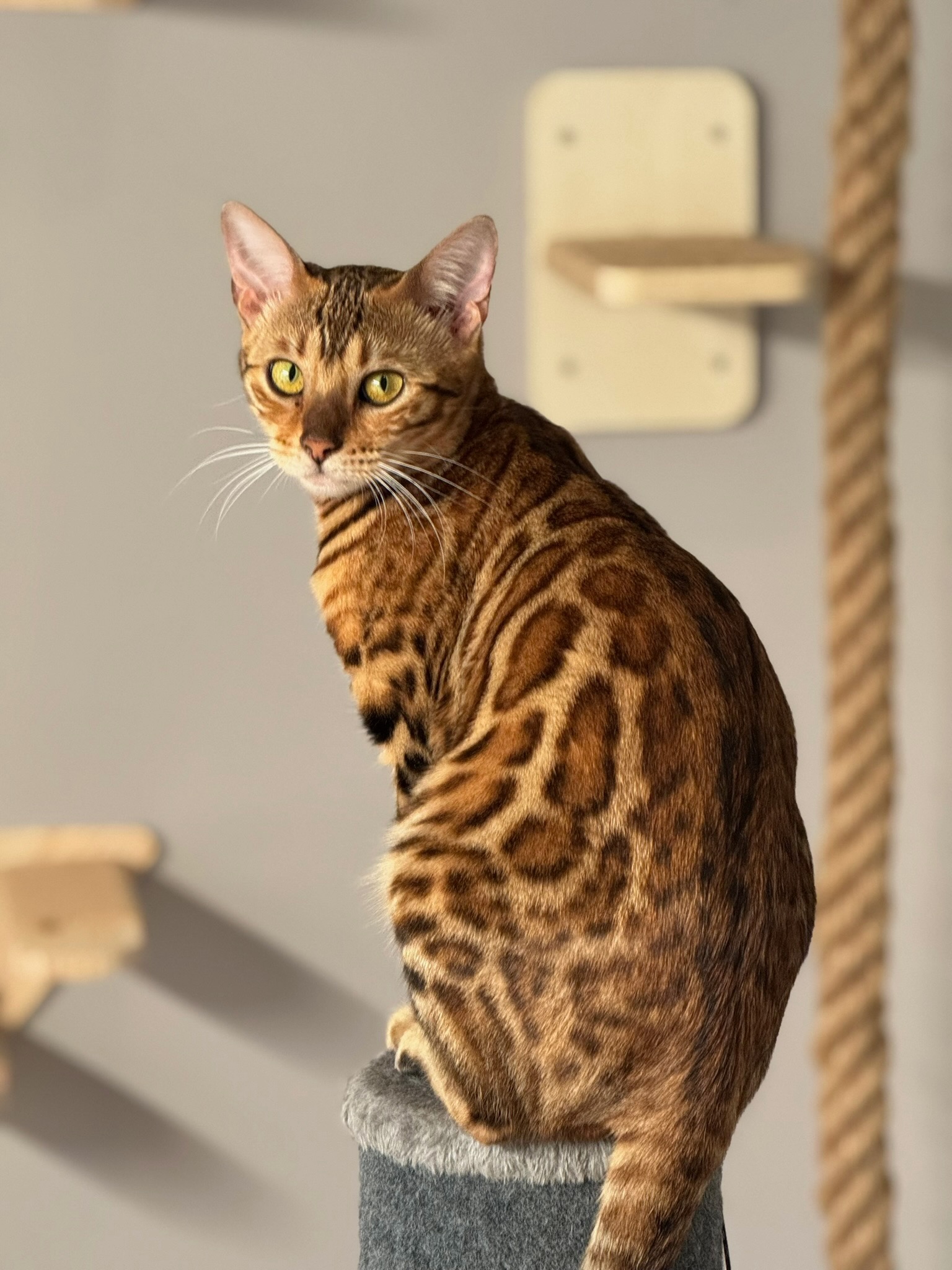 Bengal adult on cat tree