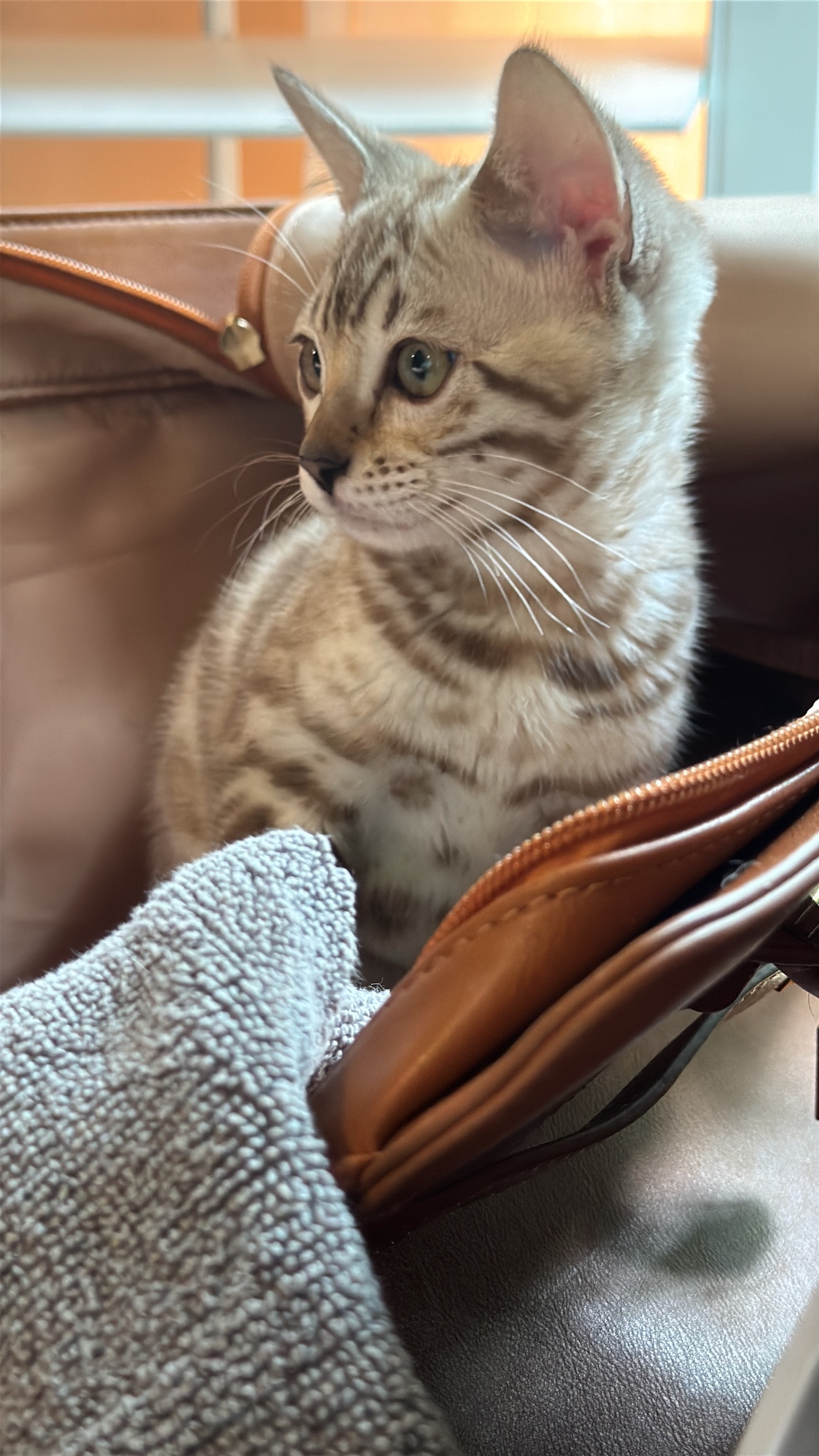 Bengal kitten in leather bag