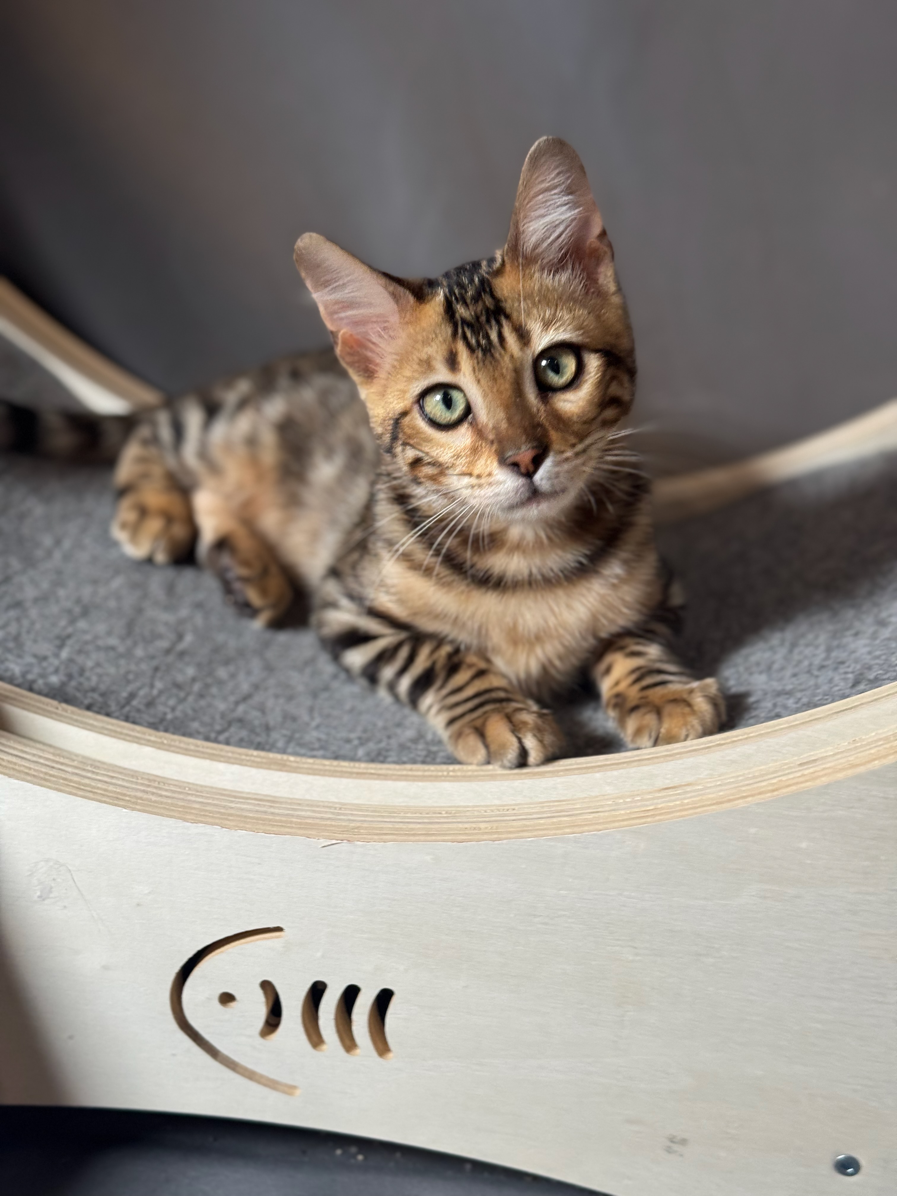 Bengal kitten in cat bed
