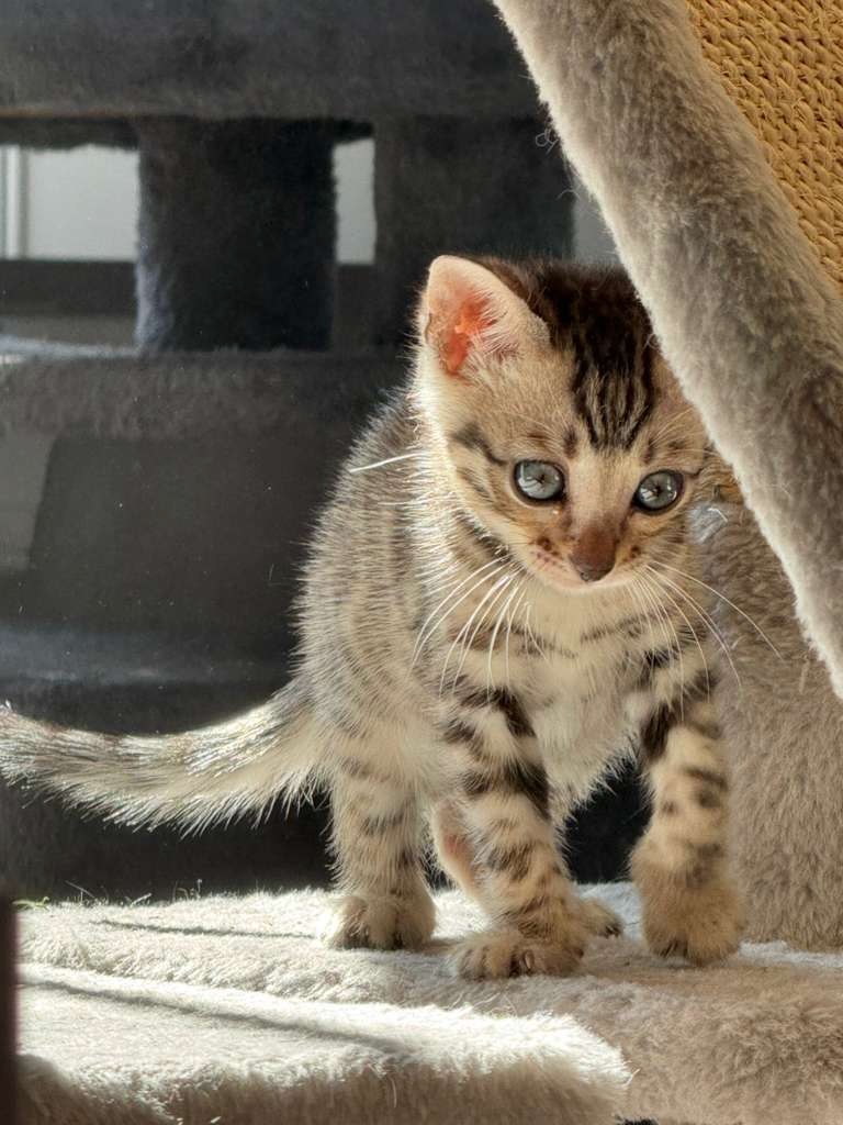 Bengal kitten in sunlight