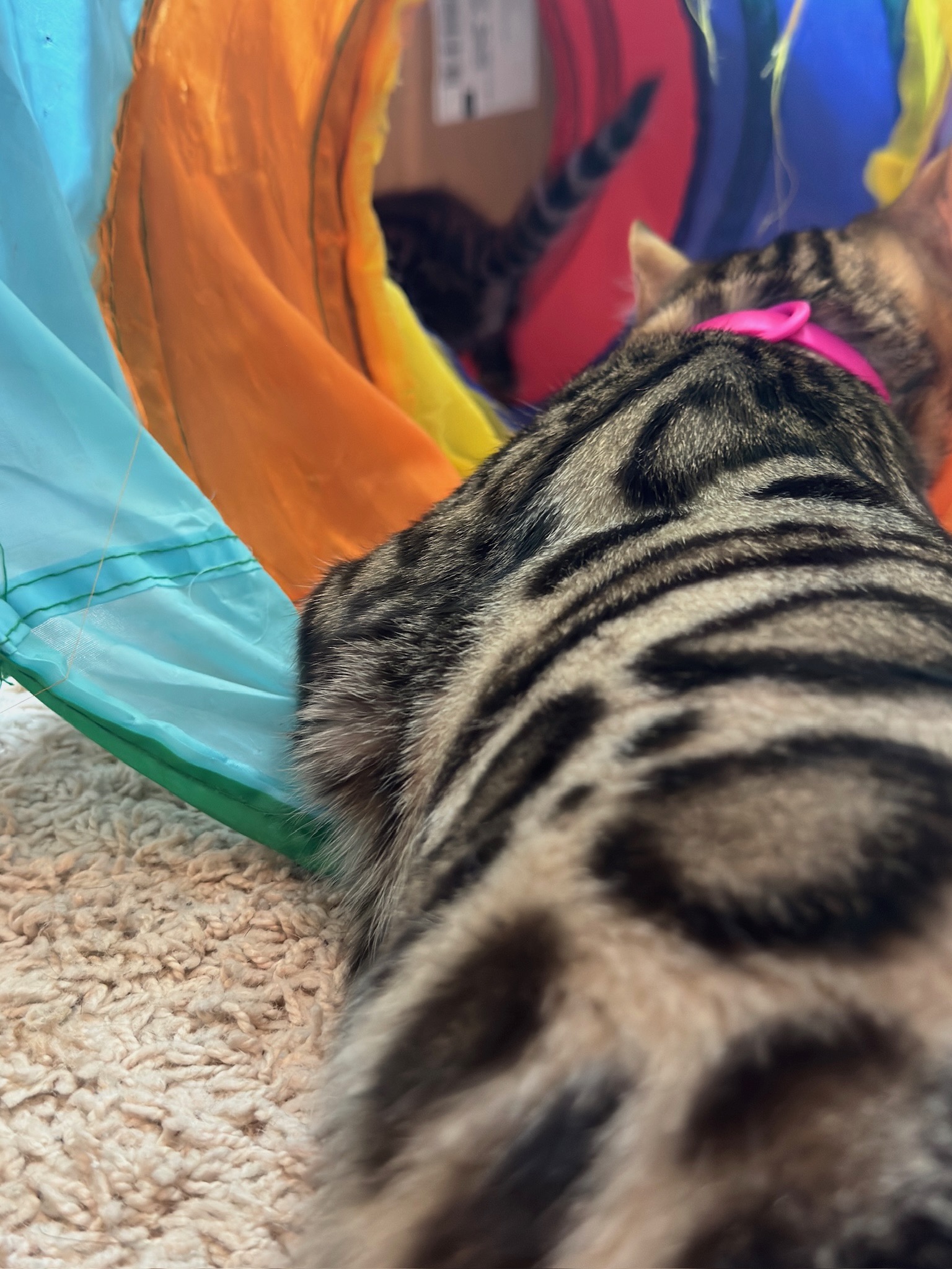 Bengal kitten in tunnel