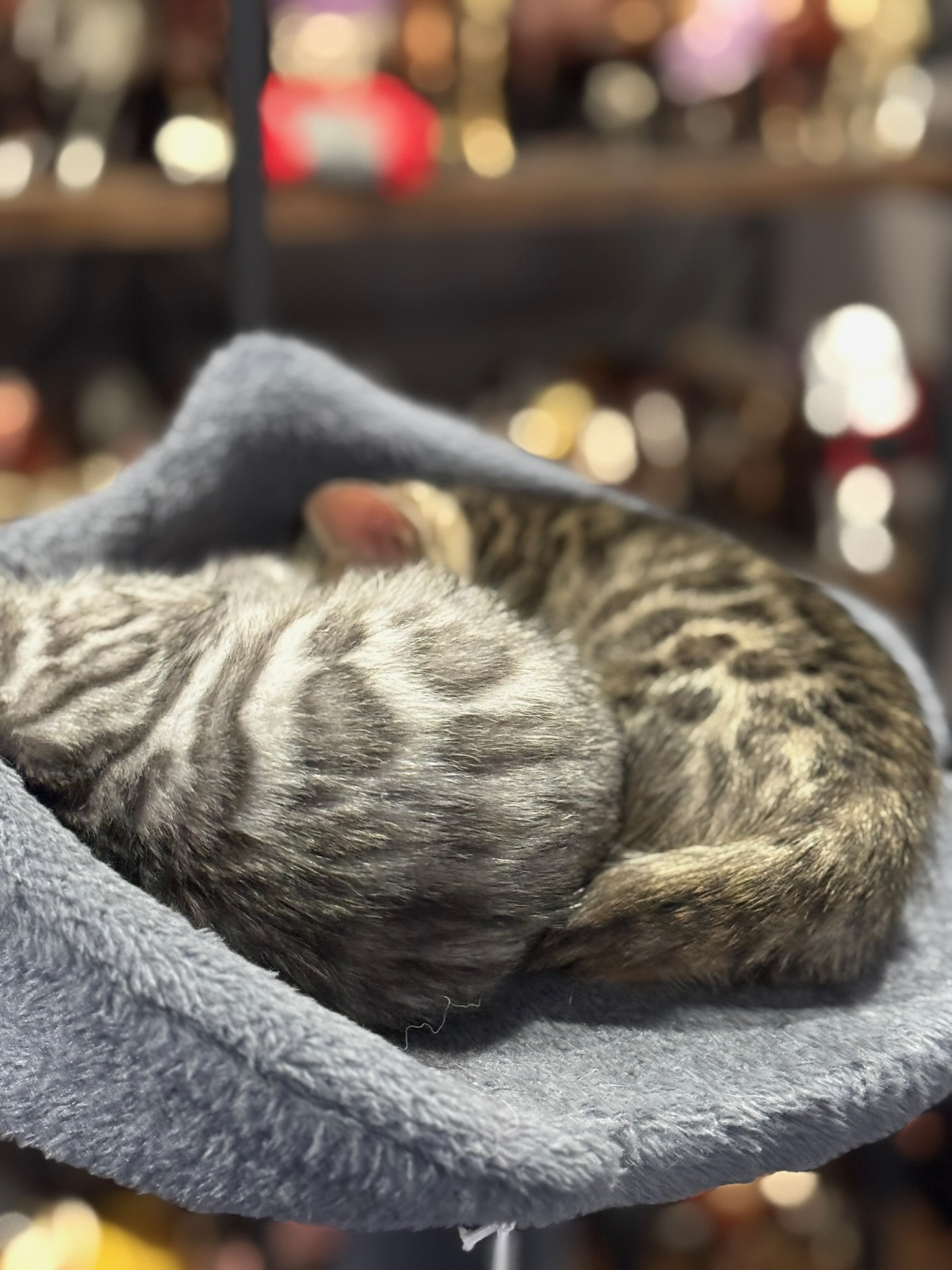 Bengal kitten rosette