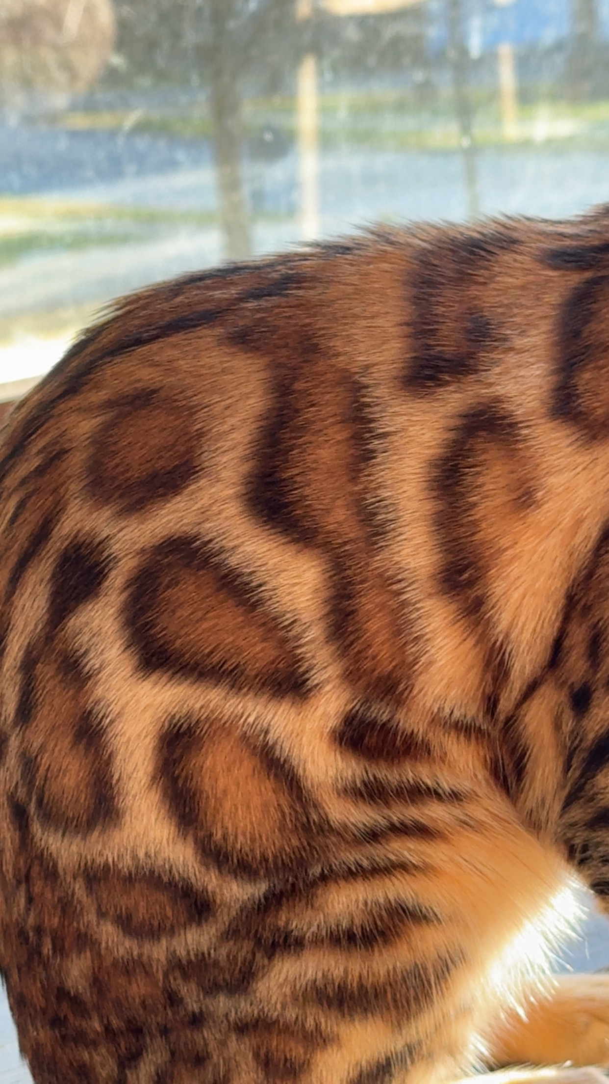Bengal rosette coat