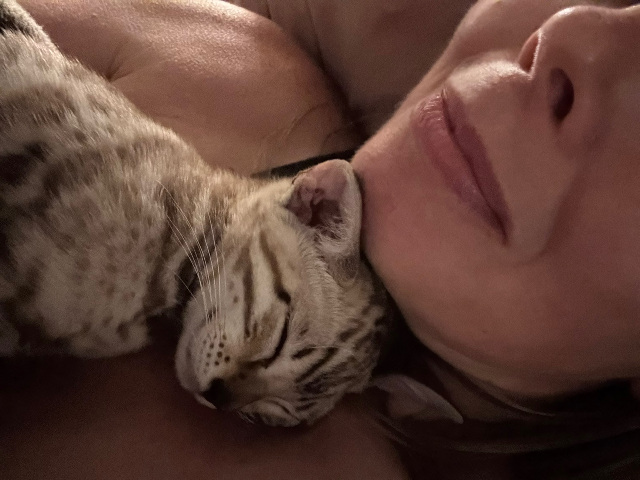 Blair with silver Bengal kitten