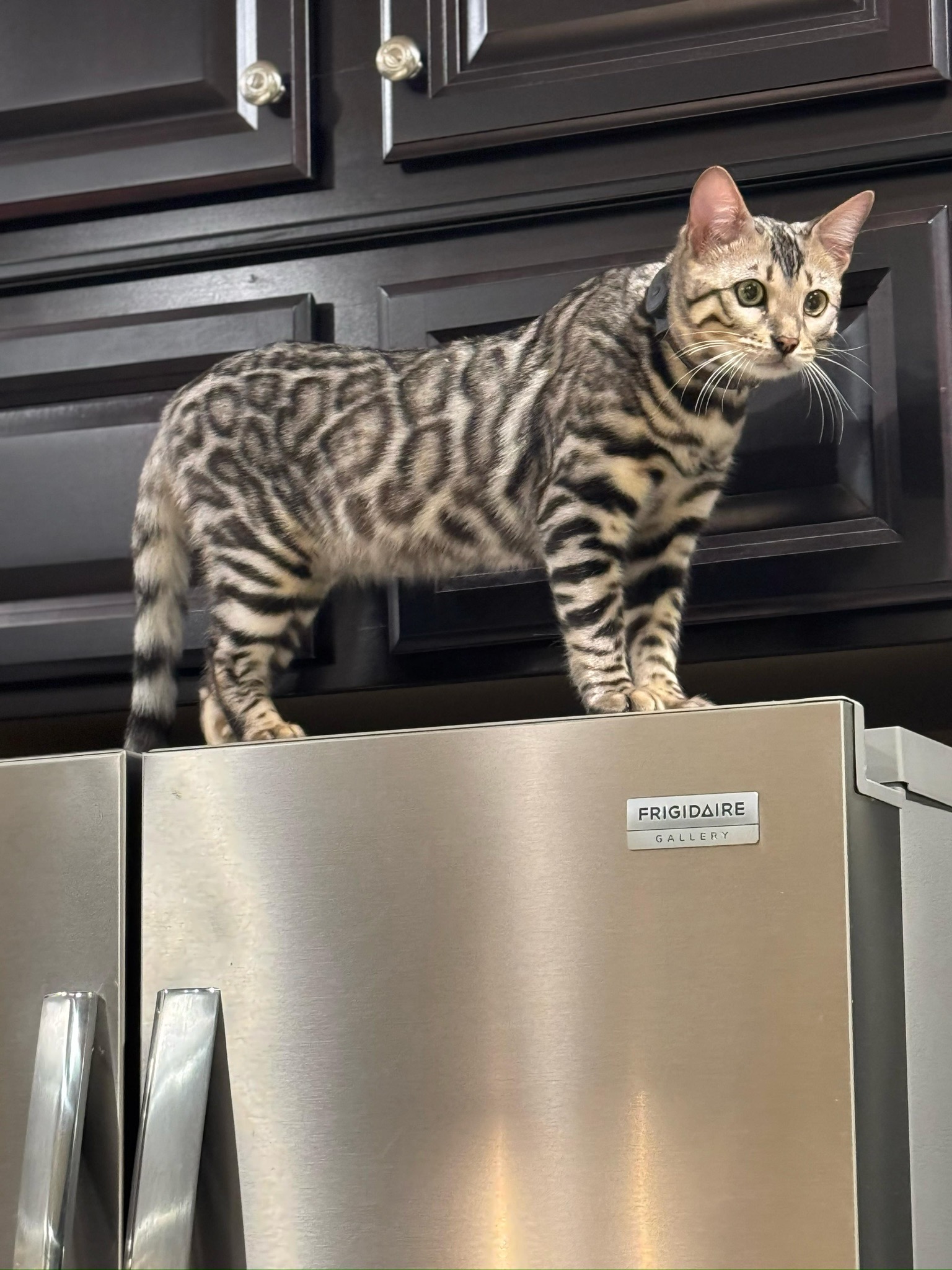 Silver Bengal on refrigerator