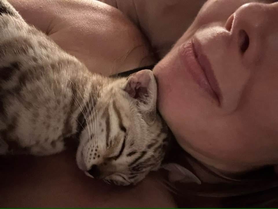 Bengal breeder with kitten